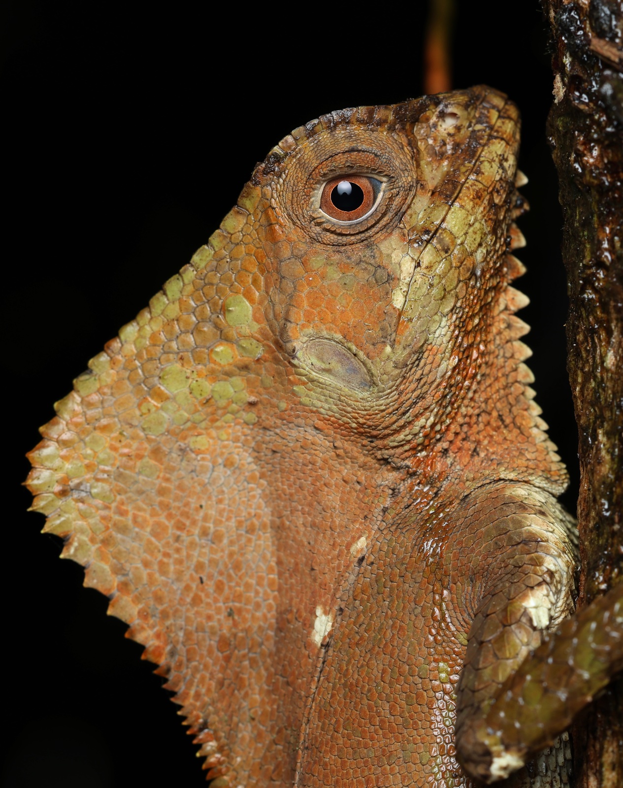 Helmeted Iguana (Corytophanes cristatus)