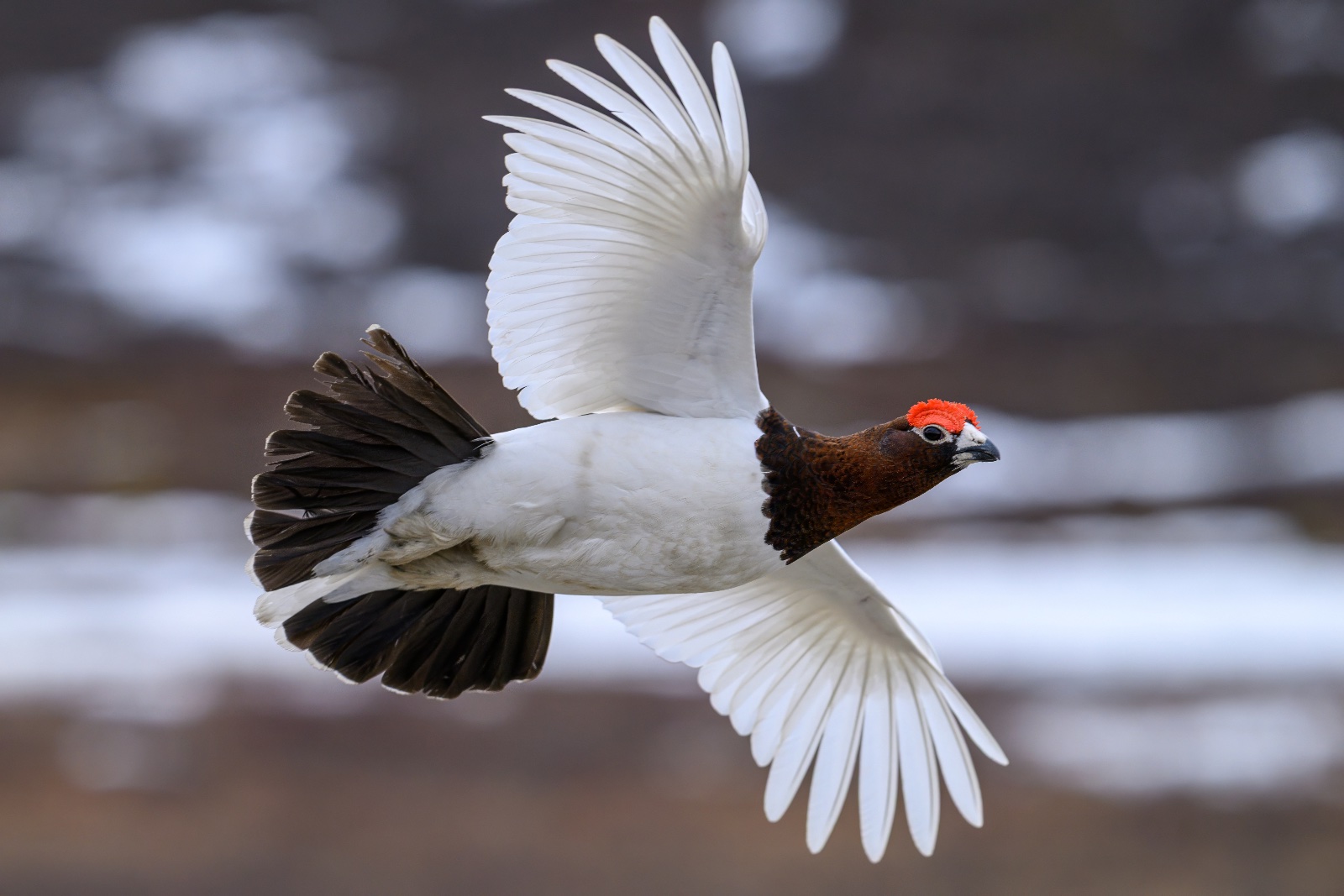 Willow Ptarmigan (Lagopus lagopus)