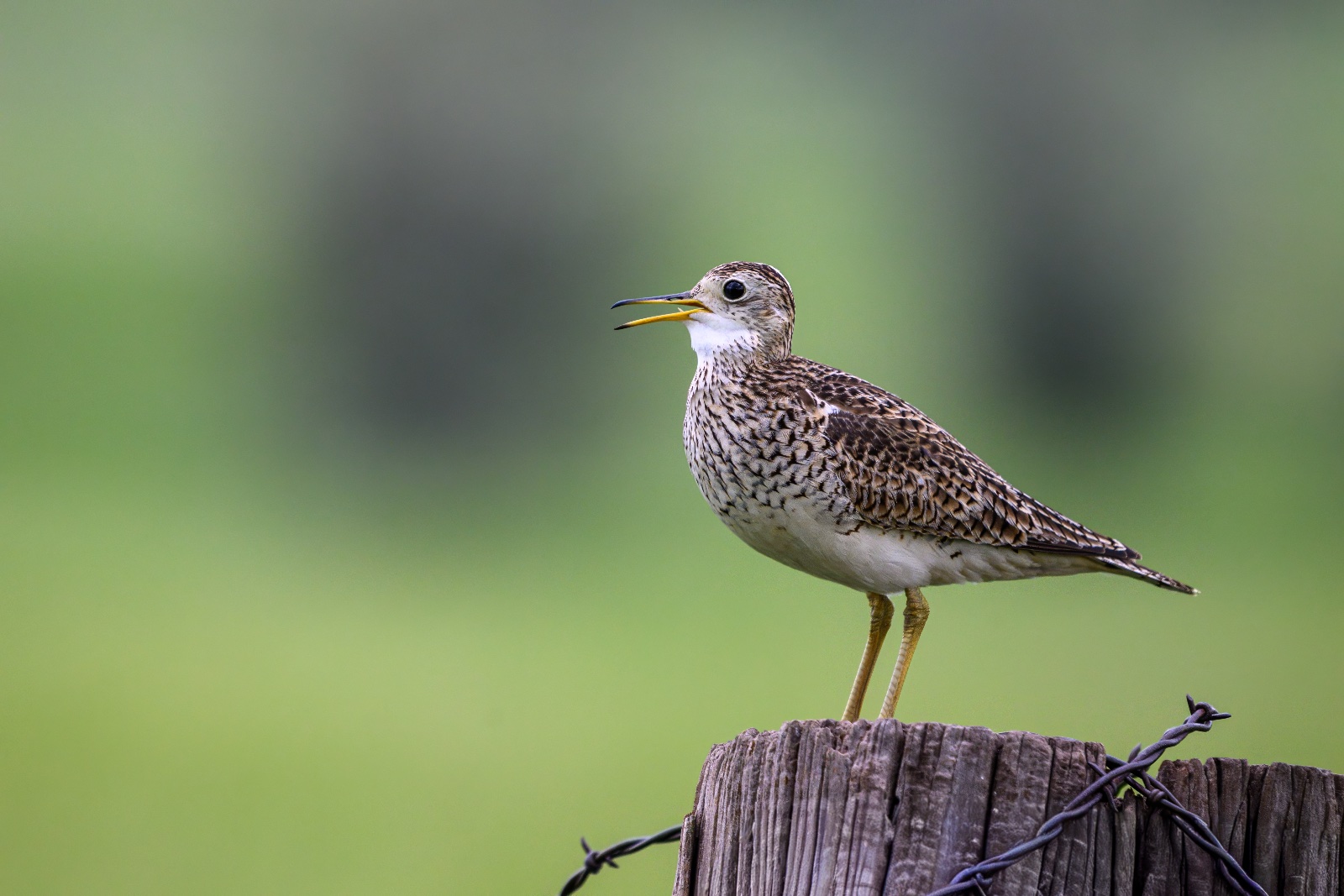 Upland Sandpiper (Bartramia longicauda)
