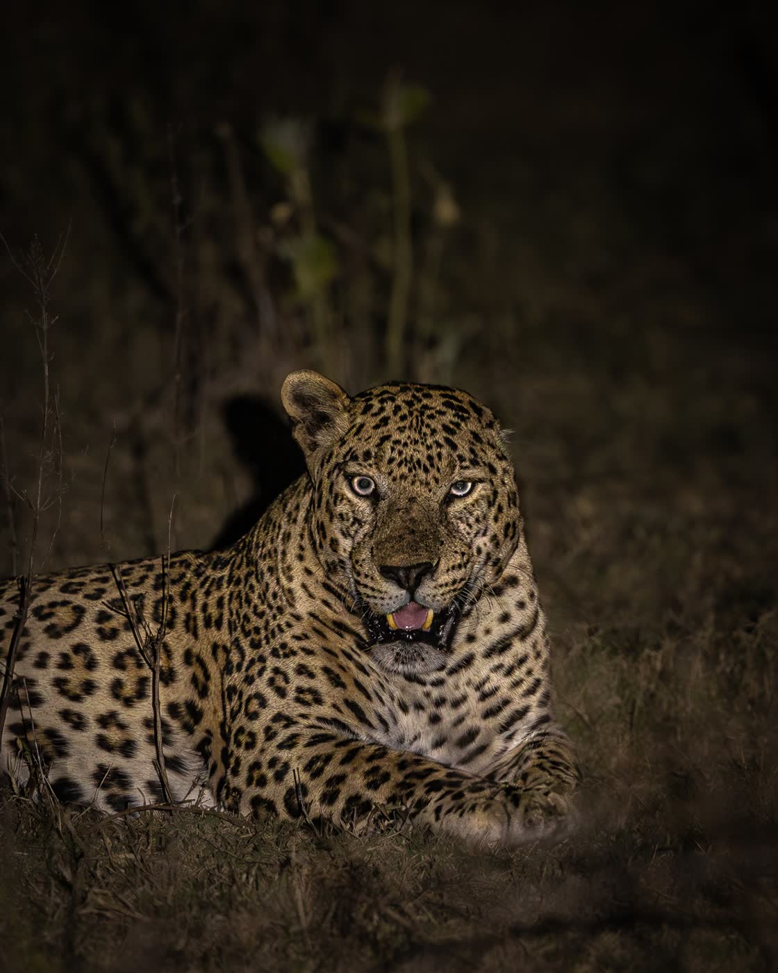Leopard by Udayan Rao Pawar